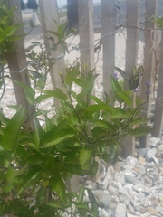 Solanum laxum