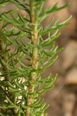 Euryops pinnatipartitus
