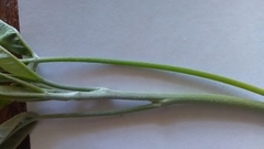 Laburnum anagyroides