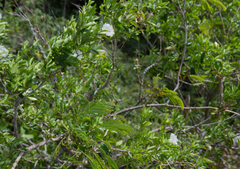Cordia taguahyensis
