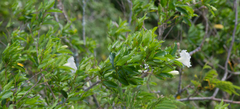 Cordia taguahyensis