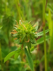 Trifolium squamosum