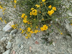 Senecio clivicola
