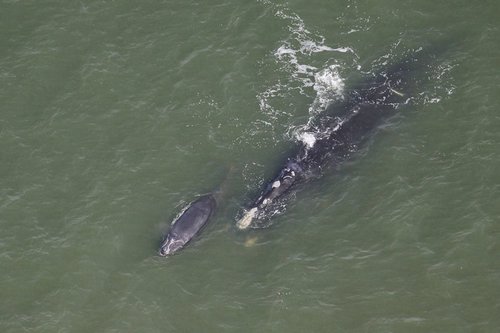 North Atlantic Right Whale