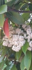 Photinia serrulata