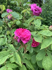 Rosa