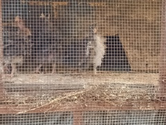 Gallus gallus domesticus