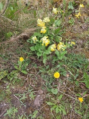 Primula veris