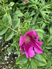 Rosa