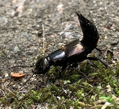 Philonthus splendens