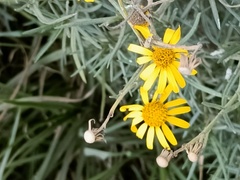 Senecio clivicola