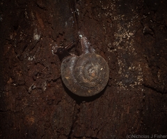 Ramogenia challengeri