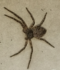 Philodromus emarginatus