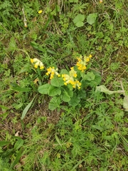 Primula veris
