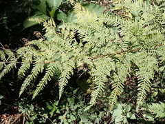 Pteris buchananii