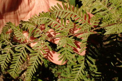 Pteris buchananii