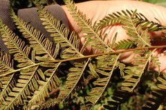 Pteris buchananii