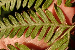Pteris buchananii