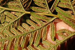 Pteris buchananii