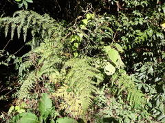 Pteris buchananii