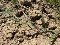 Paspalum fasciculatum
