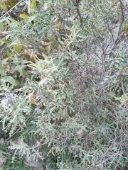 Adesmia miraflorensis