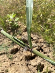 Paspalum fasciculatum