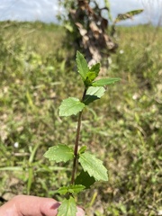 Enydra sessilis
