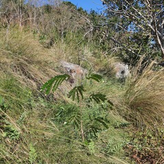 Albizia adianthifolia adianthifolia