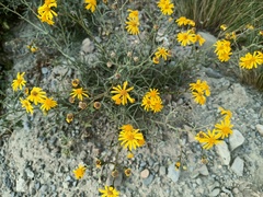 Senecio clivicola