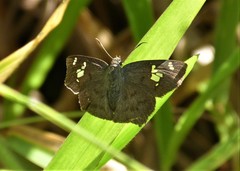 Telemiades laogonus