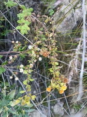 Calceolariaceae