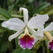 Cattleya rex - Photo (c) Jean-Francois Brousseau, some rights reserved (CC BY-NC)