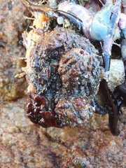 Pyura stolonifera