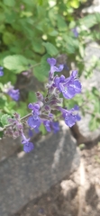 Nepeta racemosa
