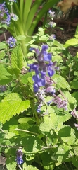 Nepeta racemosa