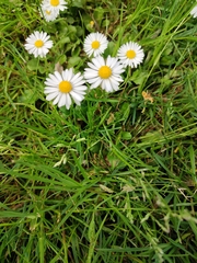 Bellis perennis