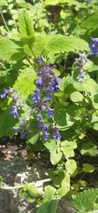 Nepeta racemosa