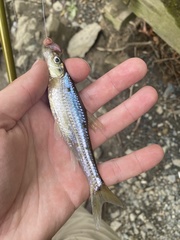 Notropis hudsonius