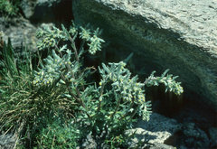 Artemisia genipi