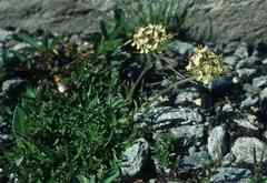 Saponaria lutea