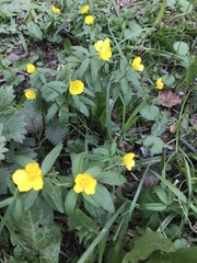 Ranunculus conspicuus