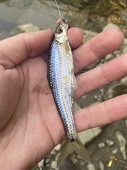 Notropis hudsonius