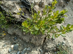 Baccharis tola
