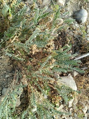 Astragalus garbancillo