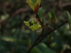 Lindera umbellata