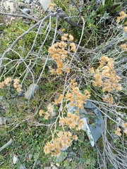 Achyrocline ramosissima