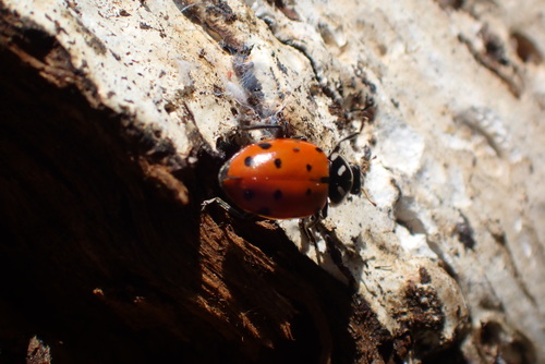 iNaturalist observation photo of Convergent Lady Beetle