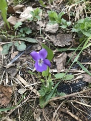 Viola hirta
