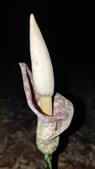 Amorphophallus bulbifer